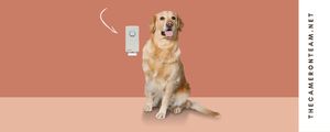 Have a Pet Odor Problem Try This Electronic Sanitizer
