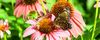 A bee and butterfly on a pink cone flower