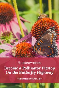 Bees and a butterfly on a pink coneflower with "Homeowners, Become a Pollinator Pitstop On the Butterfly Highway" typed on top