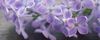 Beatiful lavender lilacs