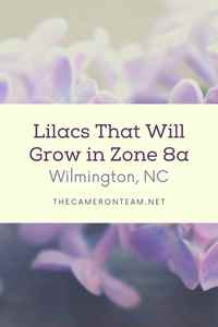 Lilac flowers and "Lilacs That Will Grow in Zone 8a"