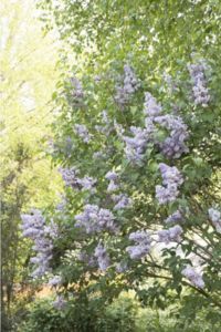 Monrovia 'Blue Skies' Light Lavender Lilac