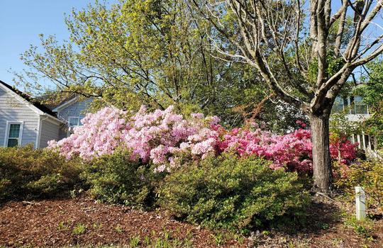 Brittany Woods - Example Homes