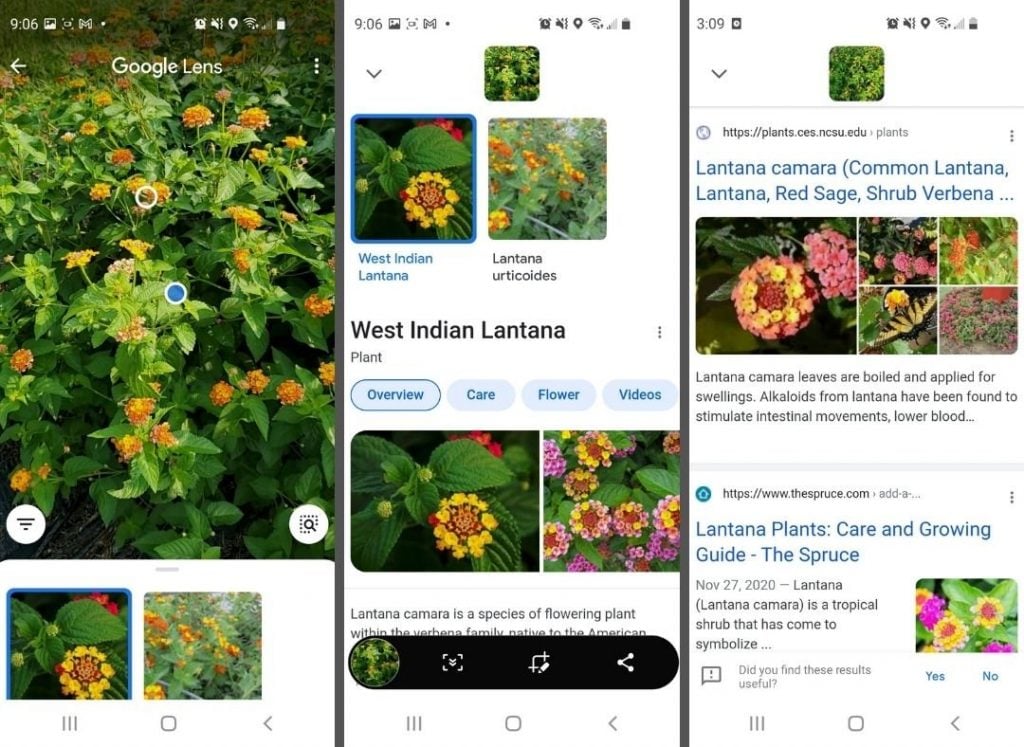 Google Lens - Plants