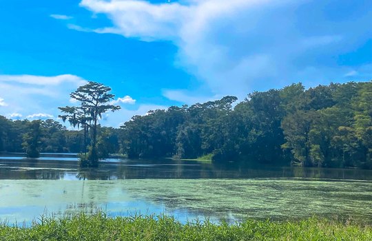 Greenfield Lake, Wilmington, NC