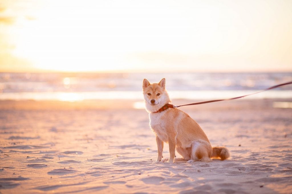 Brown dog on beach at sunset 