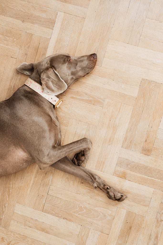 Dog on Wood Floor - Photo by Karolina Grabowska from Pexels