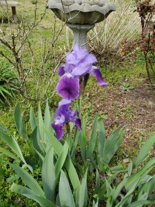 Purple Dutch Iris in Wilmington, NC
