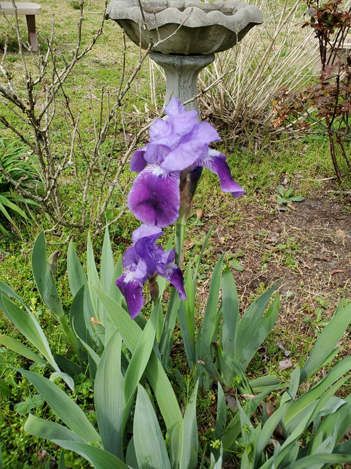 Purple Iris in Wilmington, NC