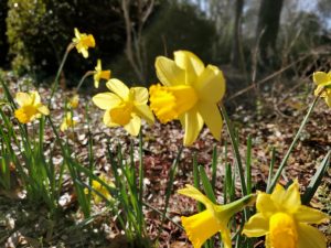 Yellow Daffodils in Wilmington, NC