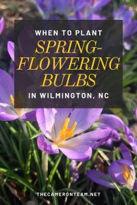 When to Plant Spring-Flowering Bulbs in Wilmington NC