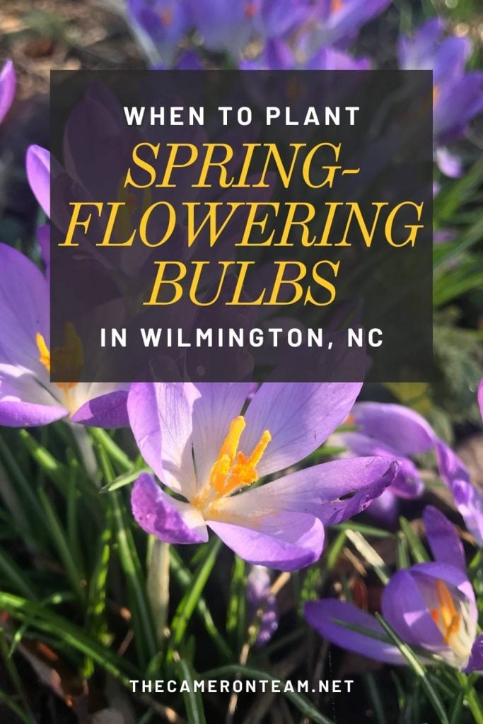 "When to Plant Spring-Flowering Bulbs in Wilmington NC" over purple crocuses