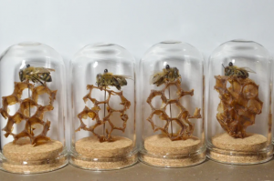 MistyMorels - Preserved Honeybee