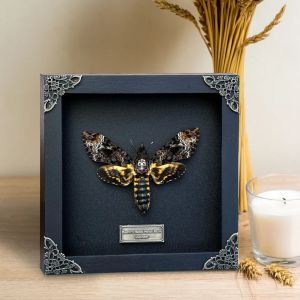Vinacreations4 - Framed Death Head Moth Taxidermy