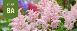 10 of the Best Shade-loving Plants for Zone 8a