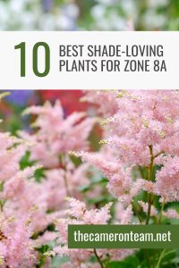 10 of the Best Shade-loving Plants for Zone 8a