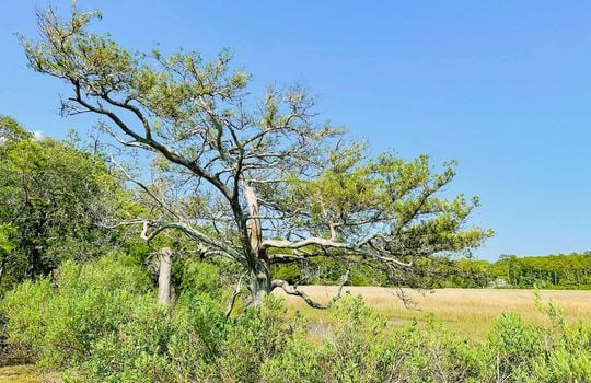 River Run Plantation - River Views