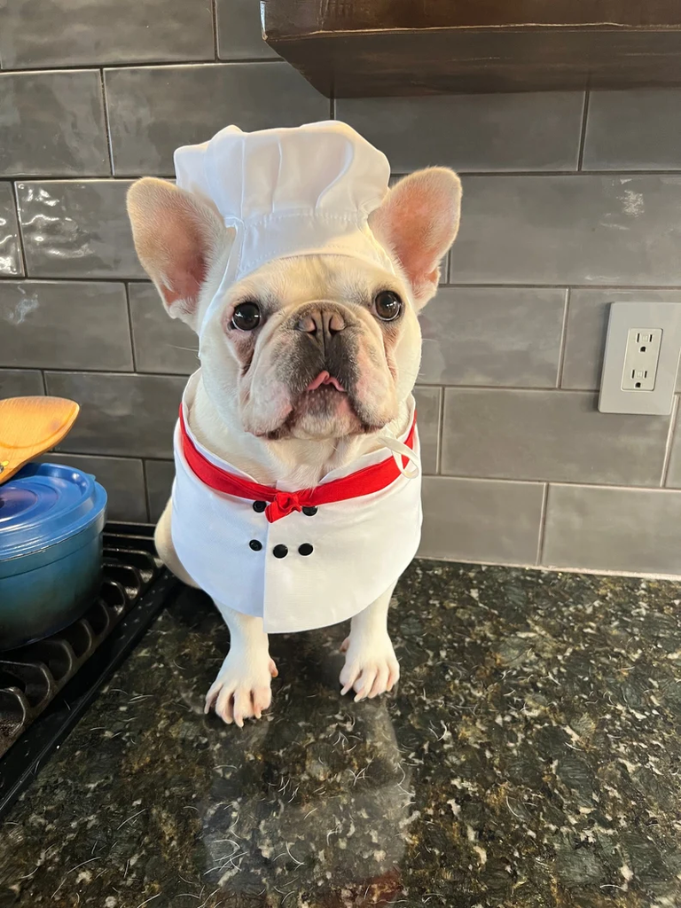 FitFrenchie - Halloween Chef Dog
