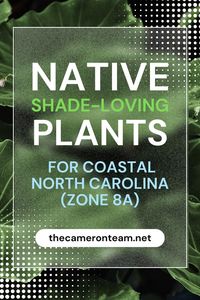 Native Shade-Loving Plants for Coastal North Carolina (Zone 8A)