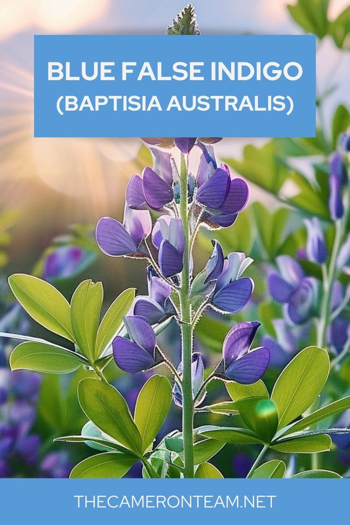 Blue False Indigo (Baptisia australis): An Overlooked Gem of Coastal NC