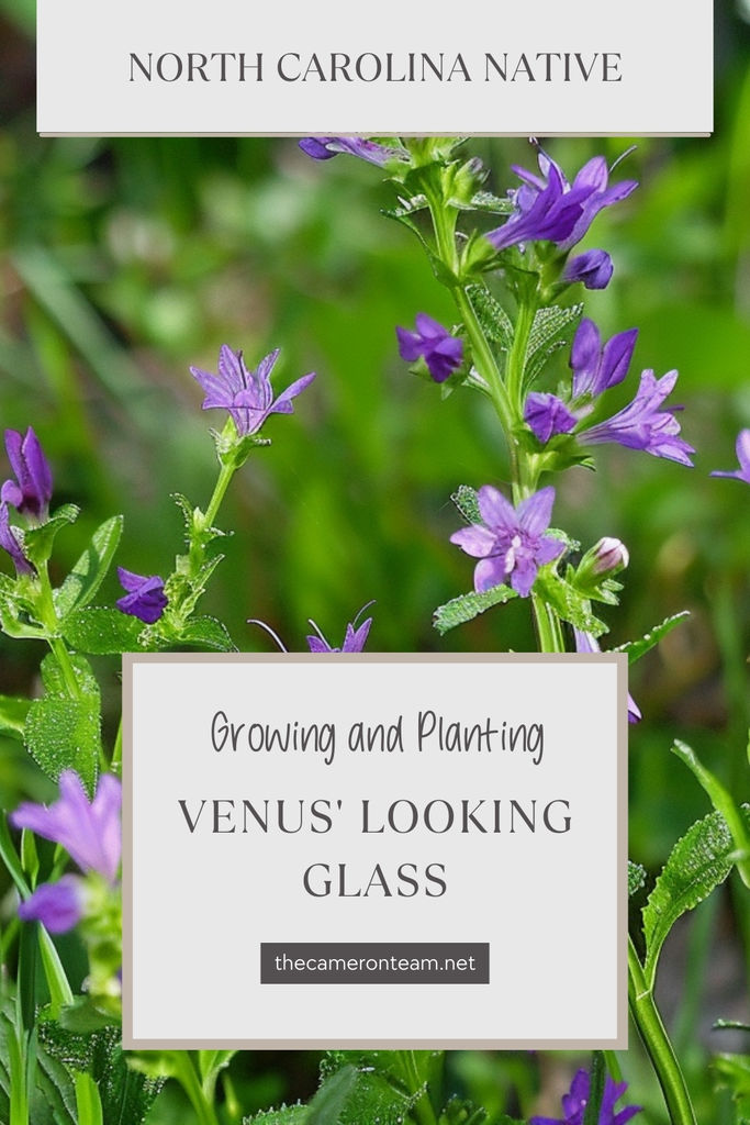 Discover the Overlooked Coastal NC Native Plant: Venus' Looking Glass