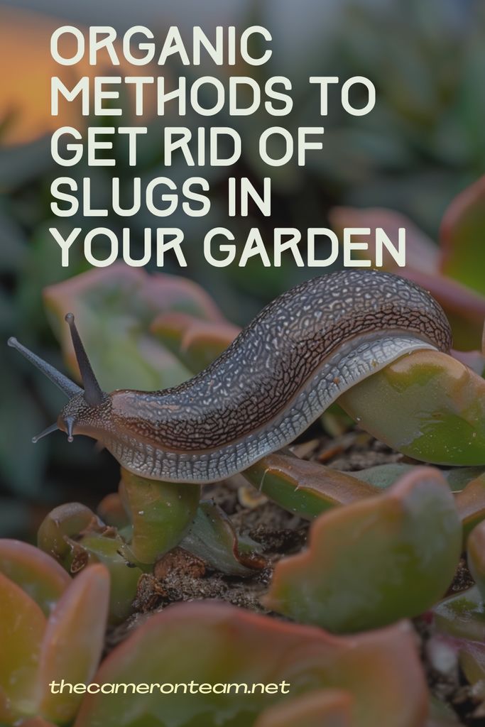 Organic Methods to Get Rid of Slugs in Your Garden