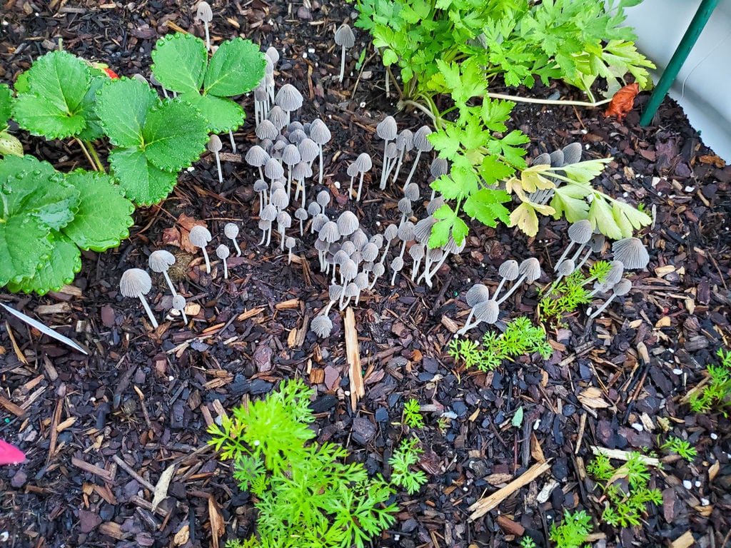 Mushrooms in Soil