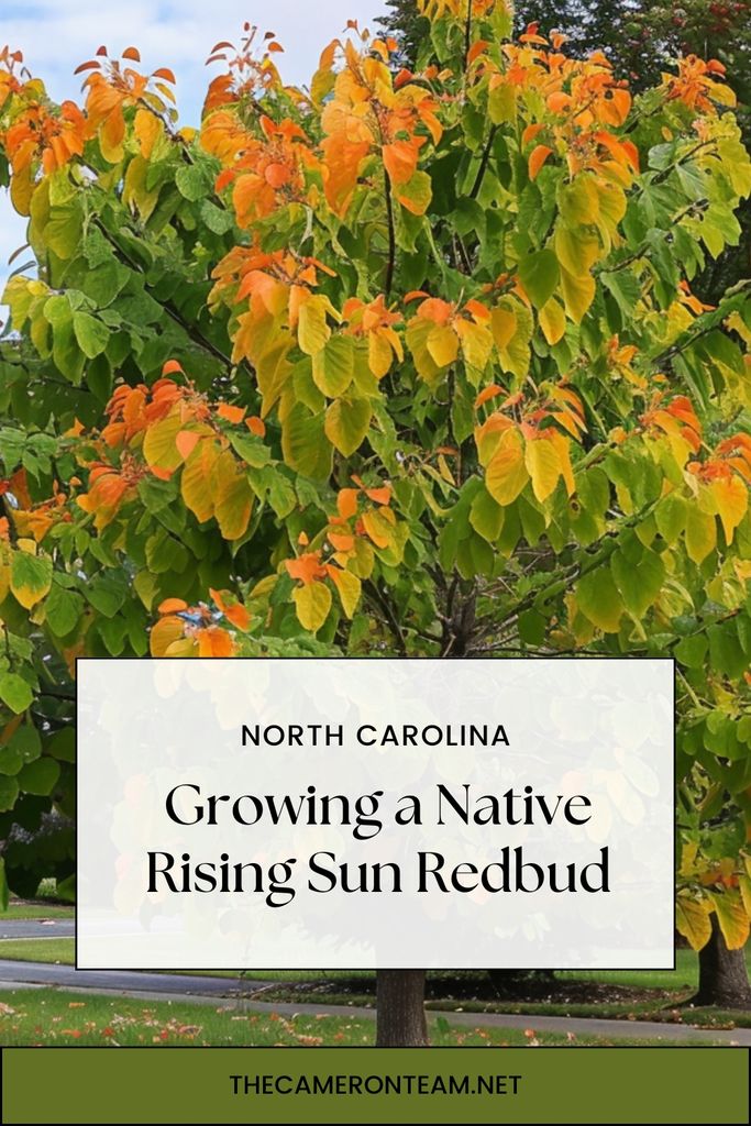 Growing a Native Rising Sun Redbud