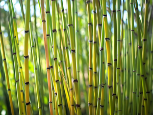 Scouring Rush (Equisetum praealtum)