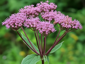 Joe Pye Weed (Eutrochium purpureum)