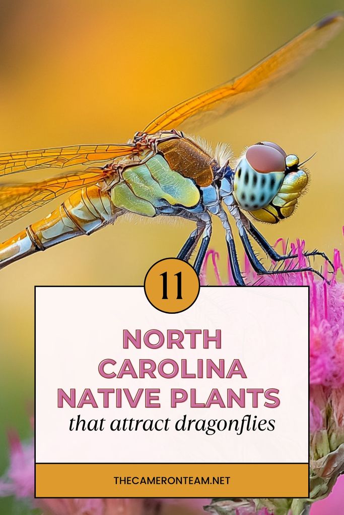 North Carolina Native Plants That Attract Dragonflies