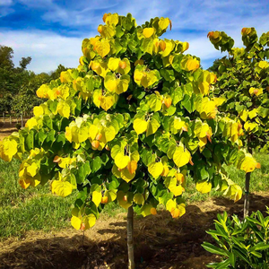 Rising Sun™ Redbud (Cercis Canadensis) - Rosie Belle Farm