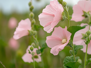 Virginia Saltmarsh Mallow (Kosteletzkya virginica)