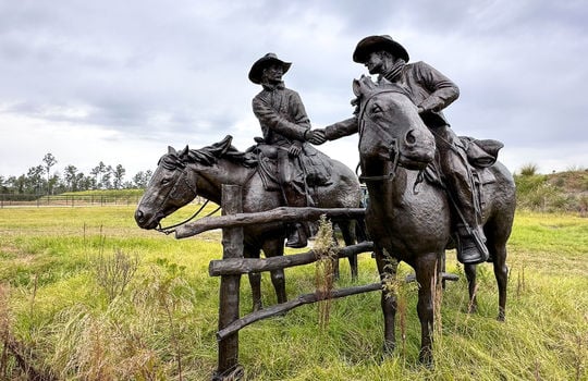 Kingbird in Rocky Point, NC