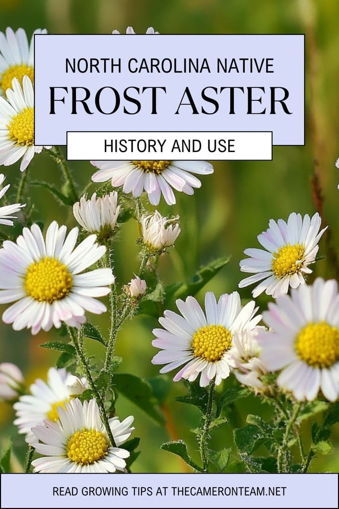 North Carolina Native Frost Aster