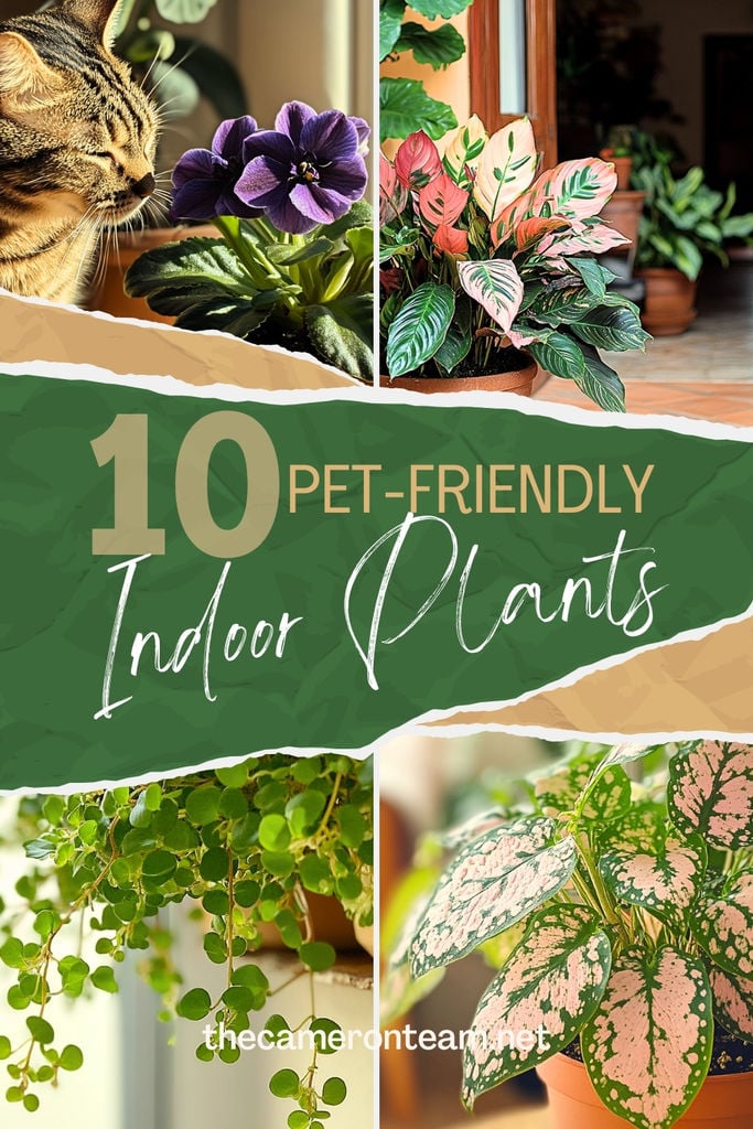 10 Pet-Friendly Indoor Plants