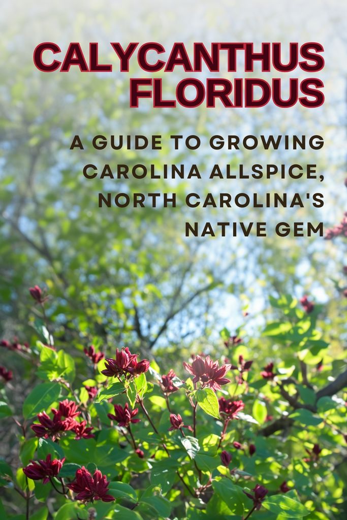 Calycanthus Floridus - A Guide to Growing Carolina Allspice, North Carolina's Native Gem