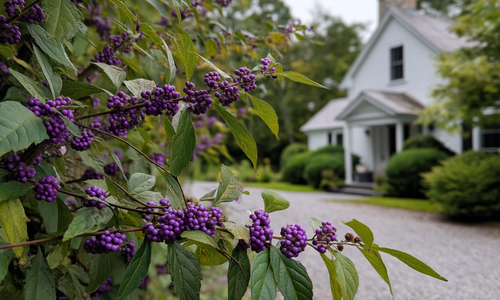 Native North Carolina Shrubs That Won’t Damage Your …