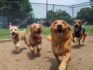 Dog Park
