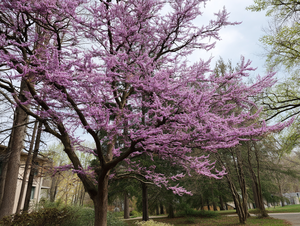 Eastern Redbud (Cercis canadensis)