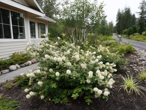 Fothergilla (Fothergilla major or F. gardenii) 3