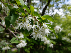 Fringe Tree (Chionanthus virginicus)