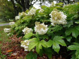 Oakleaf Hydrangea (Hydrangea quercifolia)
