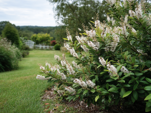 Sweet Pepperbush (Clethra alnifolia)