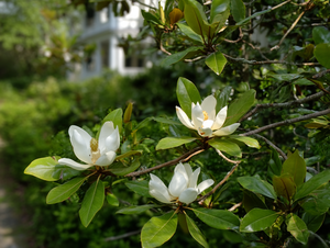 Sweetbay Magnolia (Magnolia virginiana)