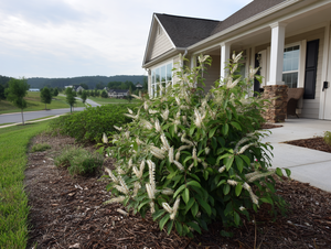 Virginia Sweetspire (Itea virginica)