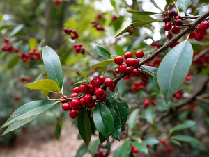 Yaupon Holly (Ilex vomitoria)