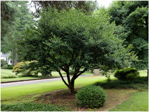 Yaupon Holly (Ilex vomitoria)