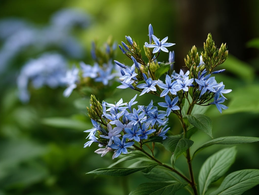 Eastern Bluestar (Amsonia tabernaemontana)