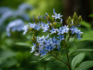 Eastern Bluestar (Amsonia tabernaemontana)